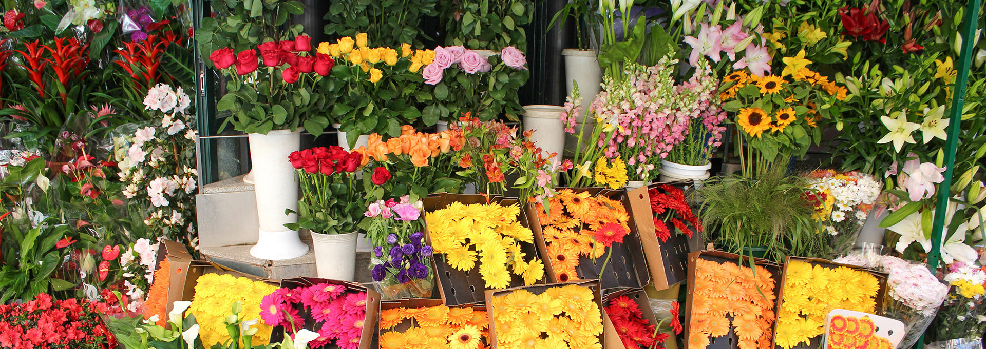 Vivaio Fiori e Piante a Bologna